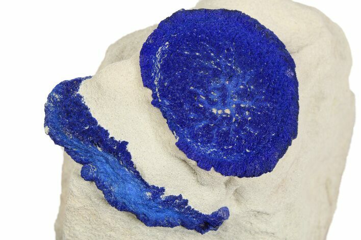 Vibrant Blue Azurite Suns on Siltstone - Australia #254050